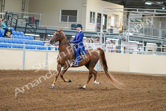2020 - AB Morgan Horse - Fri, Sept 04 - 04869
