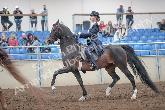 2019 Morgan Horse Show - Aug 31, 2019 - 20539