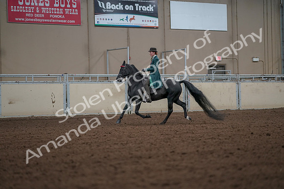 2019 Morgan Horse Show - Aug 30, 2019 - 15433