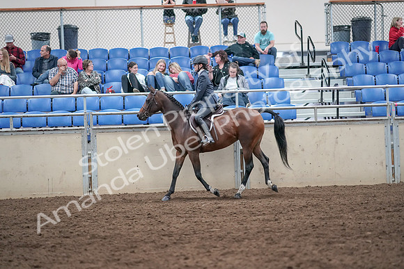 2019 Morgan Horse Show - Aug 31, 2019 - 21373