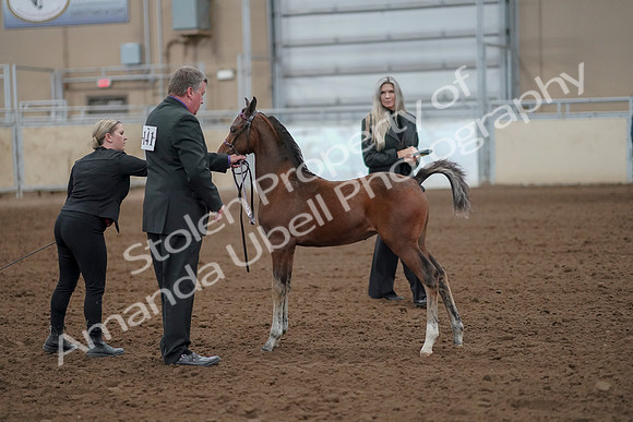 2019 Morgan Horse Show - Aug 30, 2019 - 24755