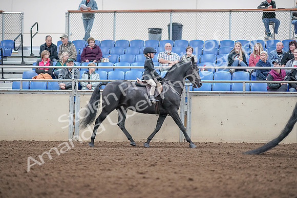 2019 Morgan Horse Show - Aug 31, 2019 - 19635