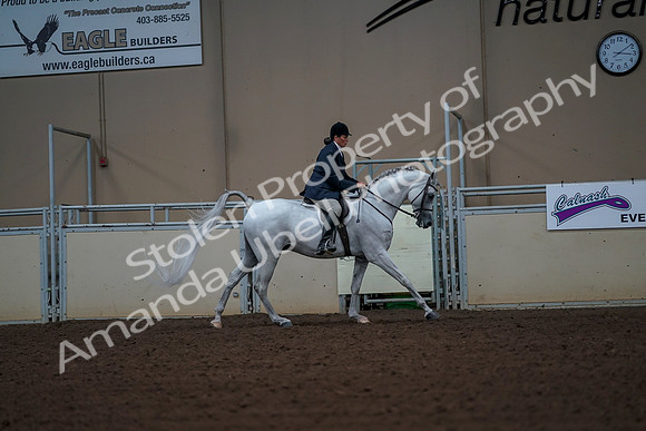 2019 Morgan Horse Show - Aug 30, 2019 - 17566
