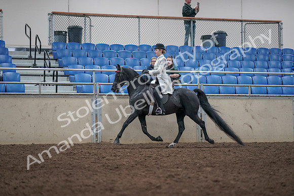 2019 Morgan Horse Show - Aug 31, 2019 - 09332