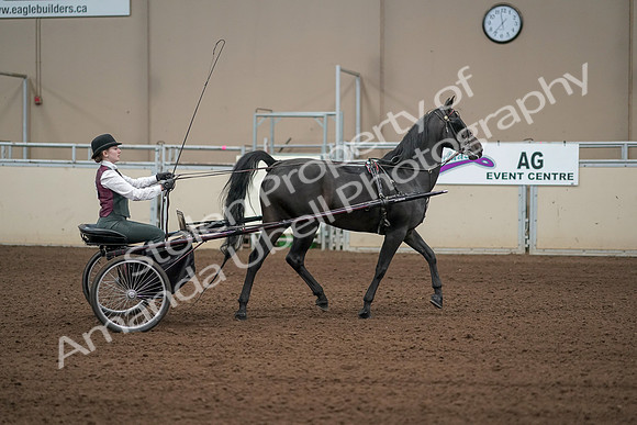 2019 Morgan Horse Show - Aug 31, 2019 - 04706