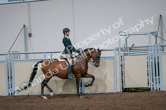 2020 - AB Morgan Horse - Fri, Sept 04 - 06015