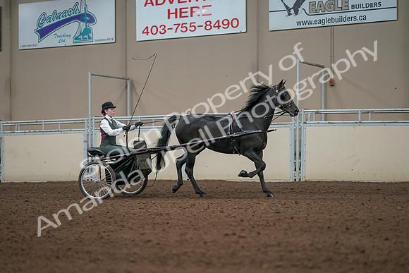 2019 Morgan Horse Show - Aug 31, 2019 - 04734