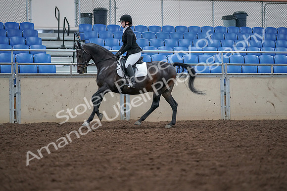 2019 Morgan Horse Show - Aug 30, 2019 - 18442