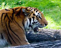 Big Cats - 013