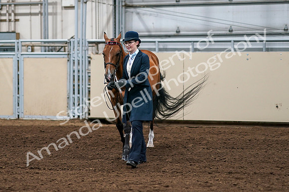 2020 - AB Morgan Horse - Fri, Sept 04 - 00975