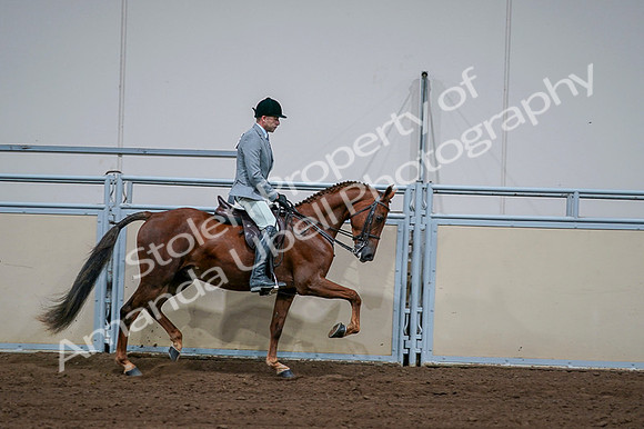 2020 - AB Morgan Horse - Fri, Sept 04 - 01804