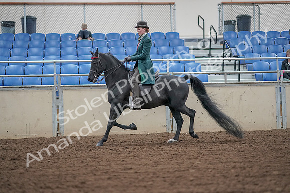 2019 Morgan Horse Show - Aug 30, 2019 - 15409