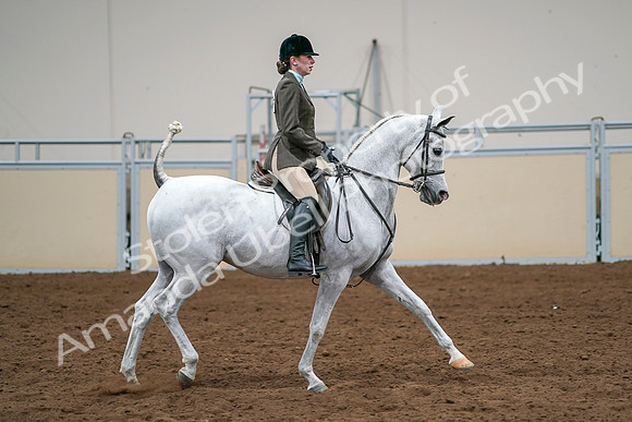 2020 - AB Morgan Horse - Sat, Sept 05 - 14537