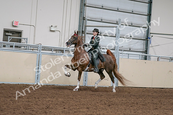 2020 - AB Morgan Horse - Sat, Sept 05 - 13014