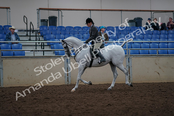 2019 Morgan Horse Show - Aug 31, 2019 - 14893