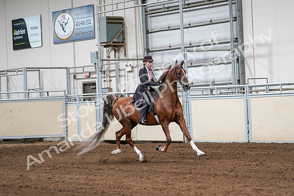 2020 - AB Morgan Horse - Sat, Sept 05 - 06429