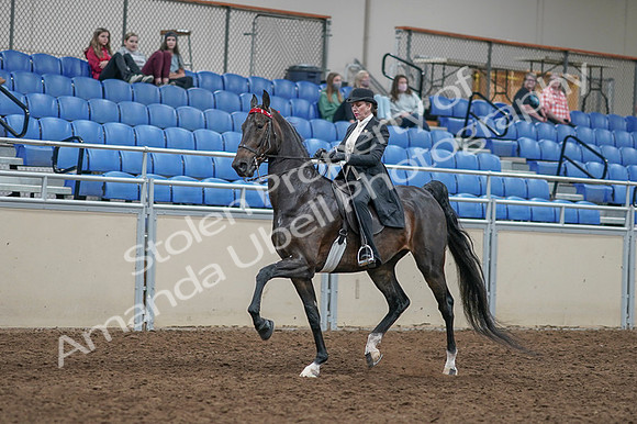 2020 - AB Morgan Horse - Fri, Sept 04 - 11340