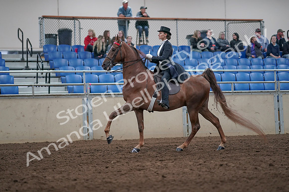2019 Morgan Horse Show - Aug 31, 2019 - 20665