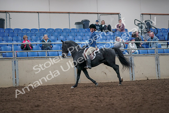 2019 Morgan Horse Show - Aug 31, 2019 - 16688