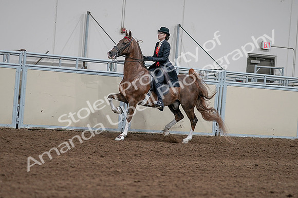 2020 - AB Morgan Horse - Fri, Sept 04 - 09590