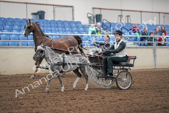 2019 Morgan Horse Show - Aug 30, 2019 - 13272