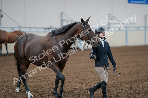 2020 - AB Morgan Horse - Fri, Sept 04 - 00793
