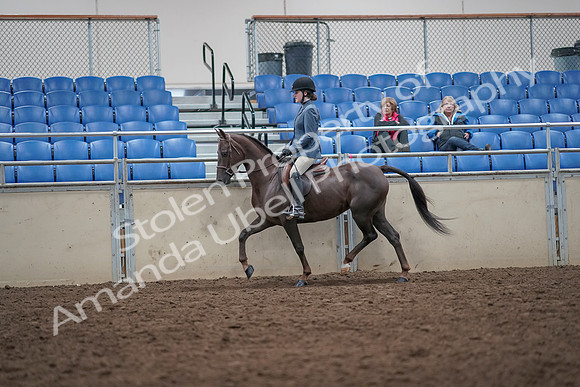 2019 Morgan Horse Show - Aug 31, 2019 - 16508