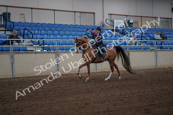 2019 Morgan Horse Show - Sept 01, 2019 - 11951