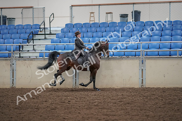 2019 Morgan Horse Show - Aug 30, 2019 - 28158