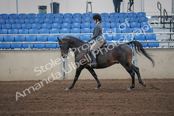2019 Morgan Horse Show - Sept 01, 2019 - 10973