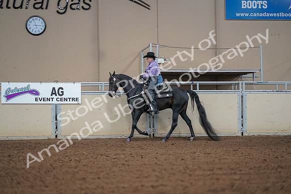 2019 Morgan Horse Show - Aug 30, 2019 - 16826