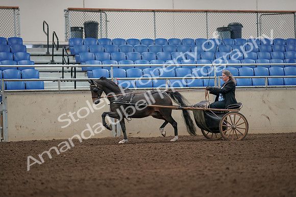2019 Morgan Horse Show - Aug 31, 2019 - 04307