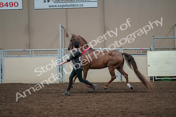 2019 Morgan Horse Show - Aug 31, 2019 - 01464