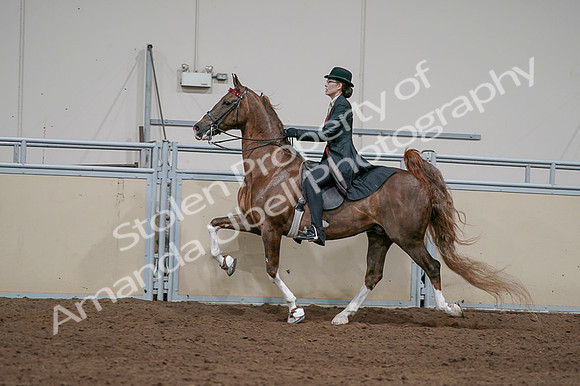 2020 - AB Morgan Horse - Fri, Sept 04 - 09746