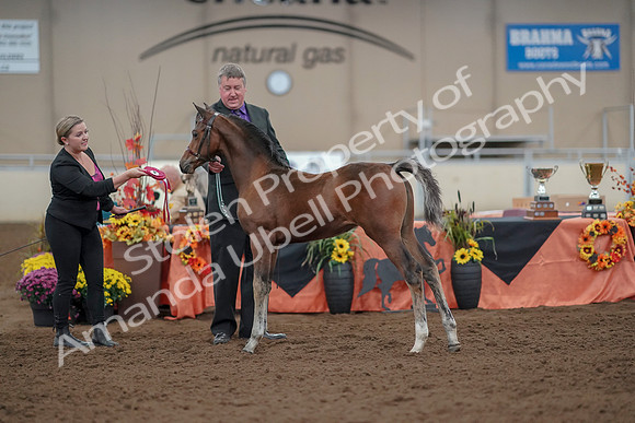 2019 Morgan Horse Show - Aug 30, 2019 - 24956