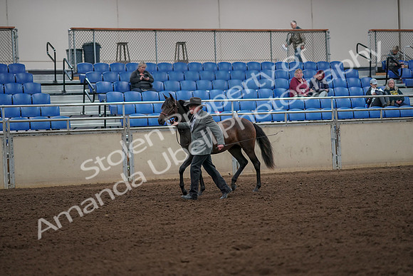 2019 Morgan Horse Show - Aug 30, 2019 - 25684