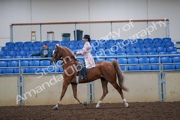 2019 Morgan Horse Show - Aug 30, 2019 - 21392