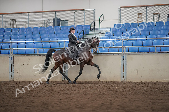 2019 Morgan Horse Show - Aug 30, 2019 - 28220