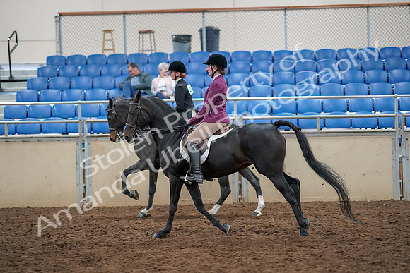2019 Morgan Horse Show - Aug 30, 2019 - 23438