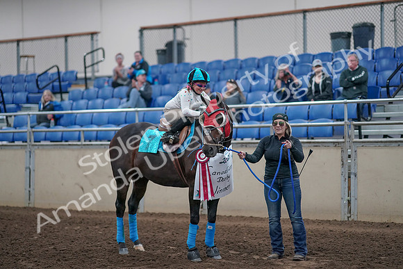 2019 Morgan Horse Show - Aug 31, 2019 - 10224