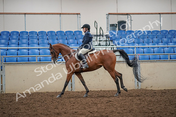 2019 Morgan Horse Show - Aug 30, 2019 - 22361