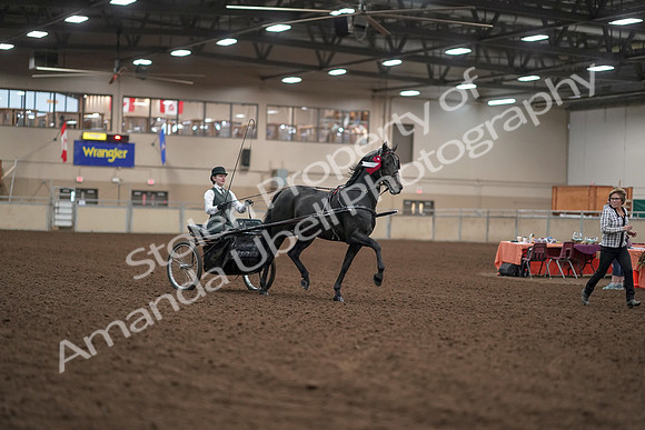 2019 Morgan Horse Show - Aug 31, 2019 - 04796