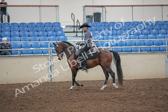 2019 Morgan Horse Show - Aug 31, 2019 - 06043