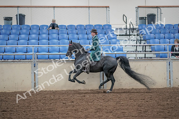 2019 Morgan Horse Show - Aug 30, 2019 - 15593