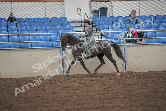 2019 Morgan Horse Show - Aug 30, 2019 - 15394