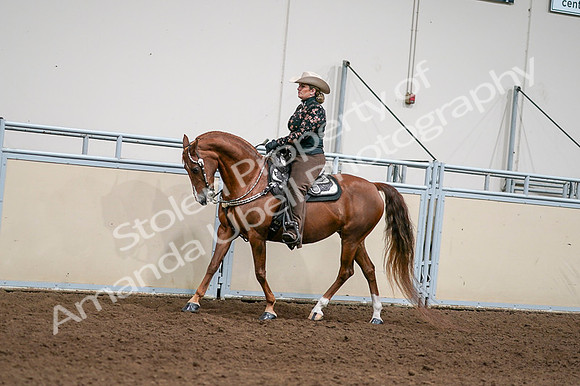 2020 - AB Morgan Horse - Fri, Sept 04 - 08422