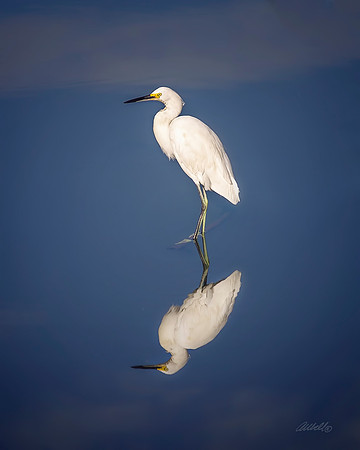 Birds - 155