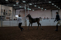 2019 Morgan Horse Show - Aug 31, 2019 - 03559