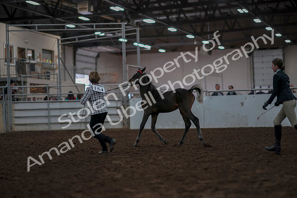 2019 Morgan Horse Show - Aug 31, 2019 - 03559