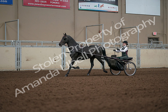 2019 Morgan Horse Show - Aug 31, 2019 - 04680